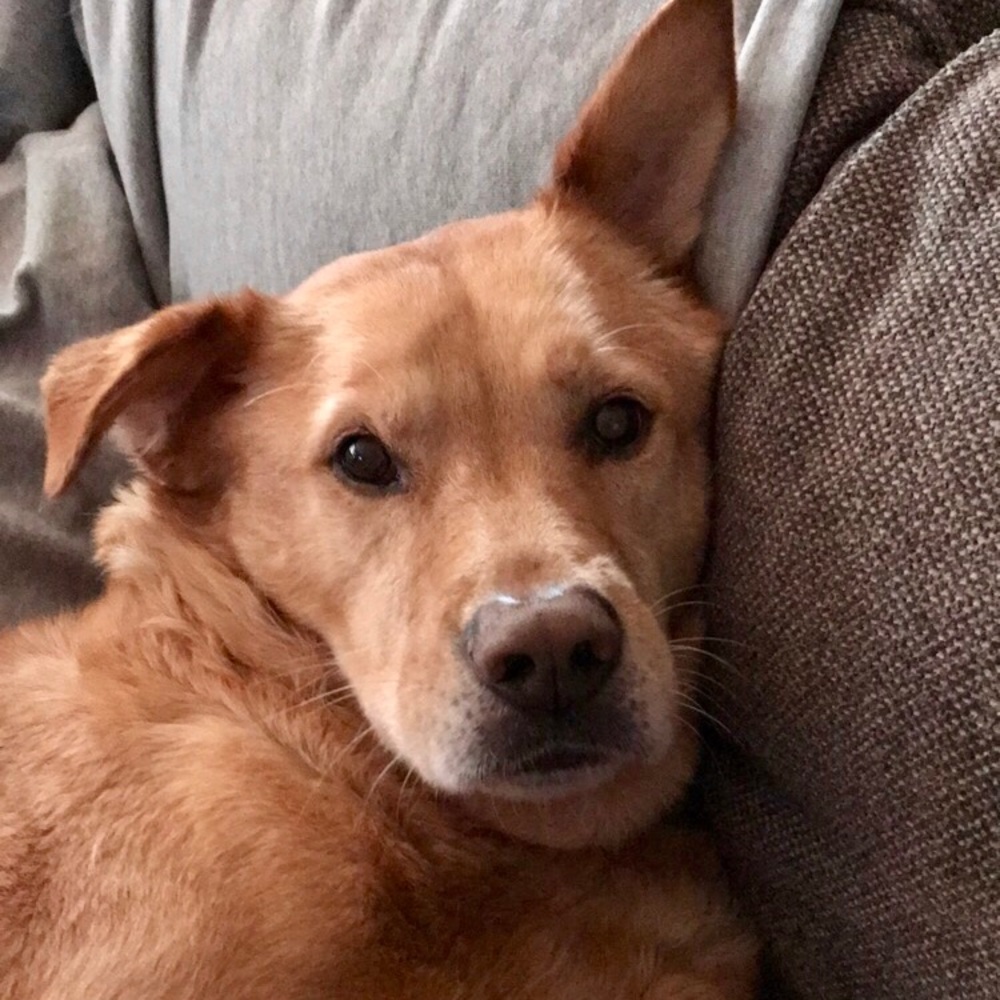 Meet your Posher, Abby